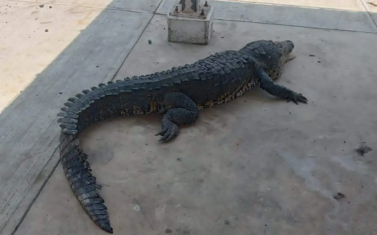 Salida de cocodrilos en Tampico  